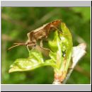 Coreus marginatus - Lederwanze 02.jpg